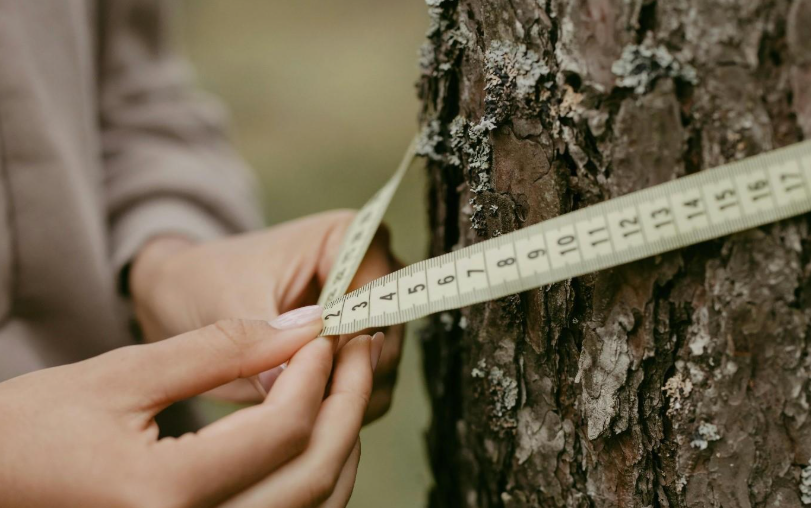 Arborists work with tree surgeons to offer the best tree services and care